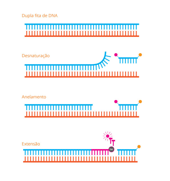 Esquema qpcr RT-qPCR